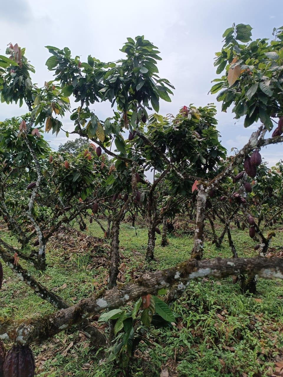 Finca Los Mera - Imagen 7